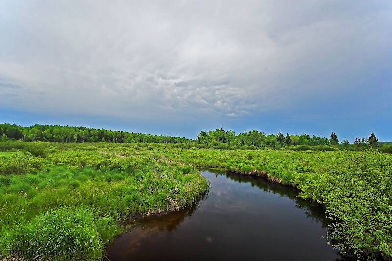 A storm recedes over the boggy headwaters of a nice trout stream.  I haven't seen any trout in this stretch, but it's a good place to collect burrowing mayfly nymphs.

From the Marengo River in Wisconsin