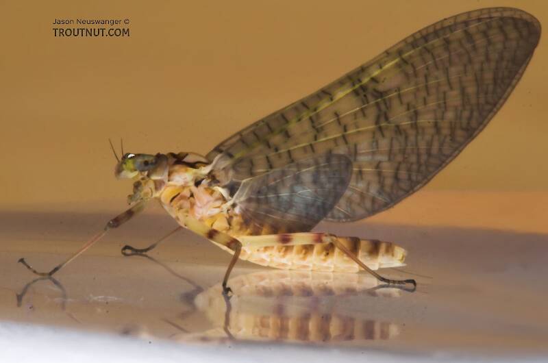 Lateral view of a Female Stenonema (Heptageniidae) (March Browns and Cahills) Mayfly Dun from the Namekagon River in Wisconsin