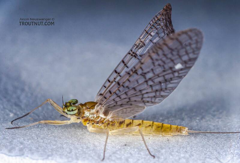 Lateral view of a Female Heptageniidae (March Browns, Cahills, Quill Gordons) Mayfly Dun from the Teal River in Wisconsin
