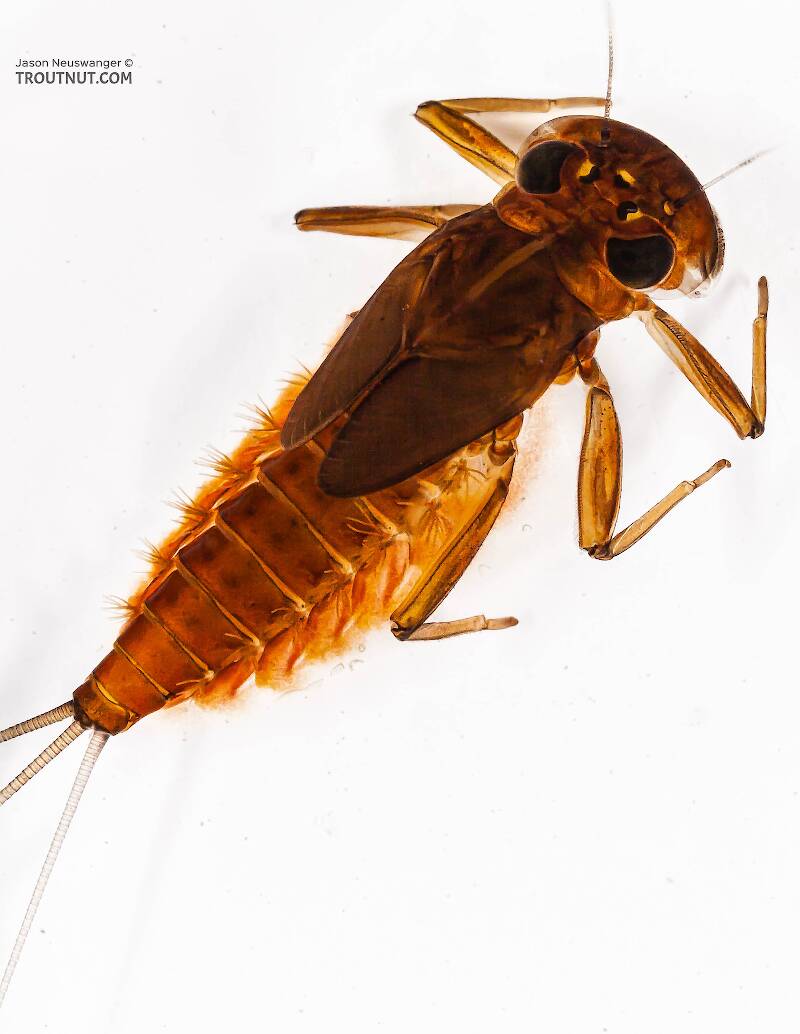 Dorsal view of a Rhithrogena impersonata (Heptageniidae) (Dark Red Quill) Mayfly Nymph from the Long Lake Branch of the White River in Wisconsin