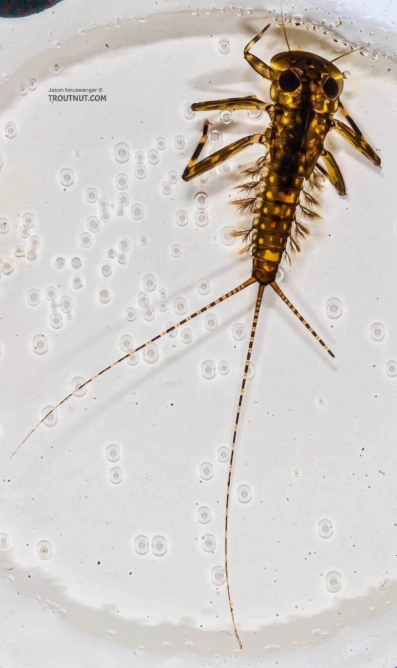 Lateral view of a Heptagenia pulla (Heptageniidae) (Golden Dun) Mayfly Nymph from the Long Lake Branch of the White River in Wisconsin