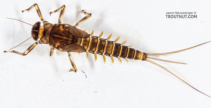 Dorsal view of a Baetidae (Blue-Winged Olive) Mayfly Nymph from the Long Lake Branch of the White River in Wisconsin