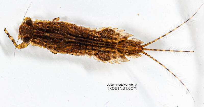 Dorsal view of a Eurylophella temporalis (Ephemerellidae) (Chocolate Dun) Mayfly Nymph from the Marengo River in Wisconsin