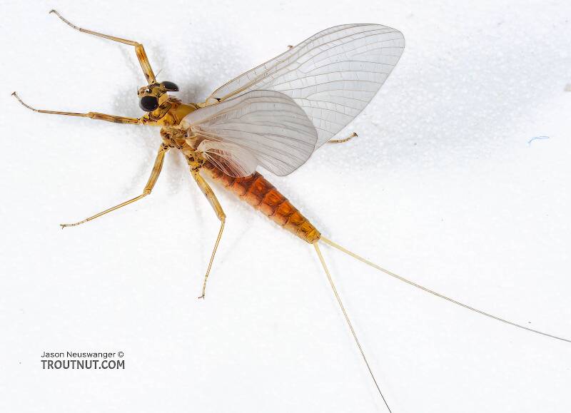 Female Epeorus vitreus (Heptageniidae) (Sulphur) Mayfly Dun from the Namekagon River in Wisconsin