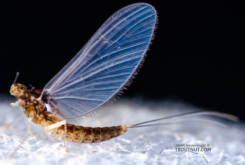 Lateral view of a Female Baetidae (Blue-Winged Olive) Mayfly Dun from the West Branch of Owego Creek in New York