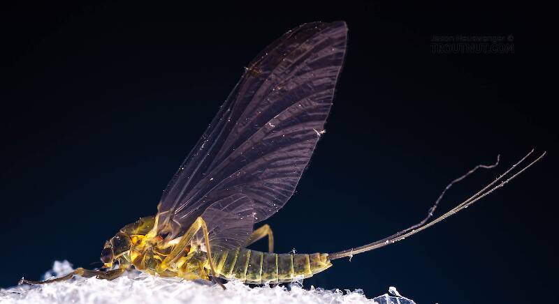 Lateral view of a Female Drunella cornuta (Ephemerellidae) (Large Blue-Winged Olive) Mayfly Dun from Brodhead Creek in Pennsylvania