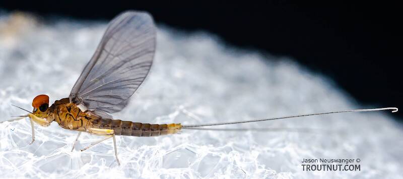 Lateral view of a Male Baetidae (Blue-Winged Olive) Mayfly Dun from Brodhead Creek in Pennsylvania