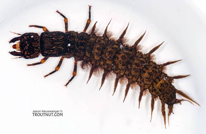 Large hellgrammite (dobsonfly larva). This nearly two inch long larva from the genus Corydalus is a fearsome predator

Dorsal view of a Corydalus (Corydalidae) (Dobsonfly) Hellgrammite Larva from Paradise Creek in Pennsylvania