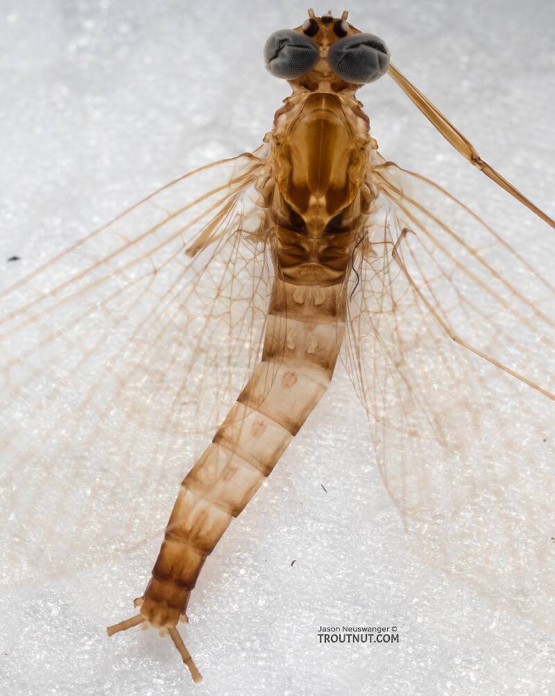 Dorsal view of a Male Cinygmula ramaleyi (Heptageniidae) (Small Western Gordon Quill) Mayfly Spinner from Mystery Creek #186 in Alaska