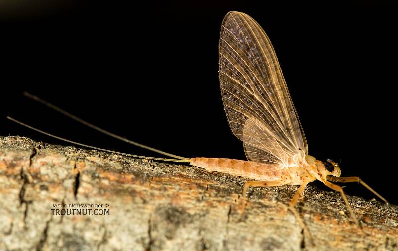 Artistic view of a Female Epeorus albertae (Heptageniidae) (Pink Lady) Mayfly Dun from the North Fork Stillaguamish River in Washington