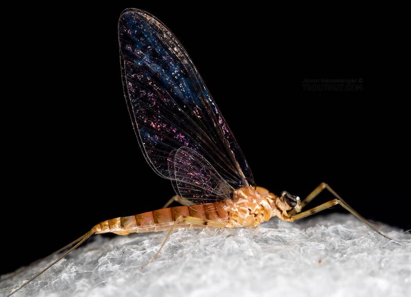 Lateral view of a Female Cinygmula (Heptageniidae) (Dark Red Quill) Mayfly Spinner from Rock Creek in Montana