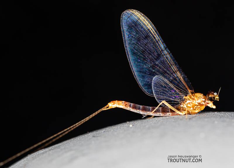 Unfortunately these spinners were really fragile and it was hard to get one completely intact. This one's missing some legs.

Lateral view of a Male Cinygmula par (Heptageniidae) Mayfly Spinner from Mystery Creek #249 in Washington