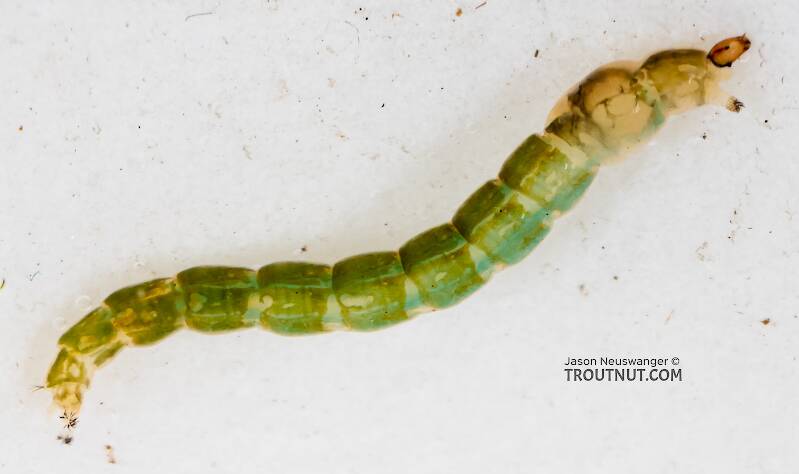 Lateral view of a Chironomidae (Midge) True Fly Larva from Mystery Creek #249 in Washington