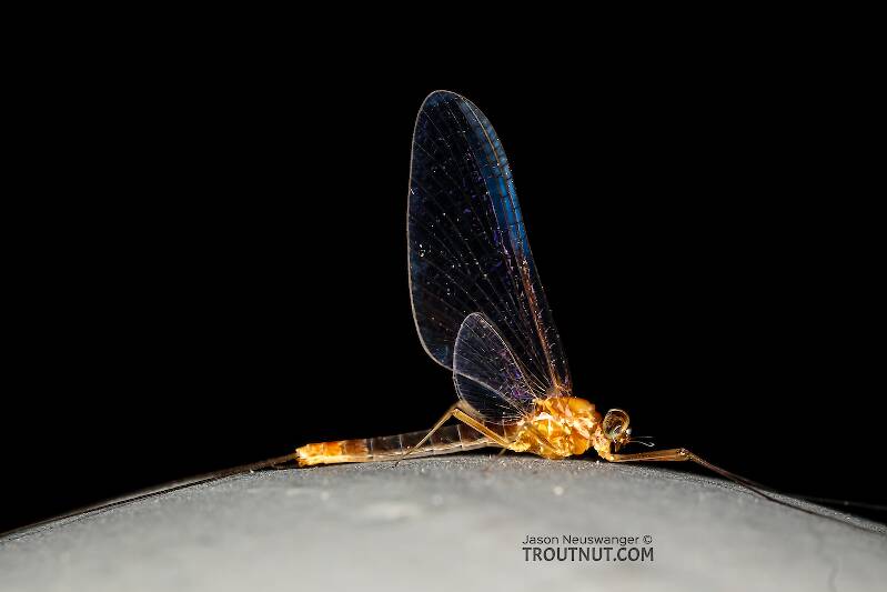 Lateral view of a Male Cinygmula ramaleyi (Heptageniidae) (Small Western Gordon Quill) Mayfly Spinner from Star Hope Creek in Idaho