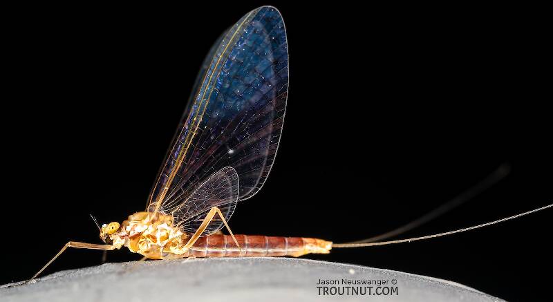 Lateral view of a Female Cinygmula ramaleyi (Heptageniidae) (Small Western Gordon Quill) Mayfly Spinner from Star Hope Creek in Idaho