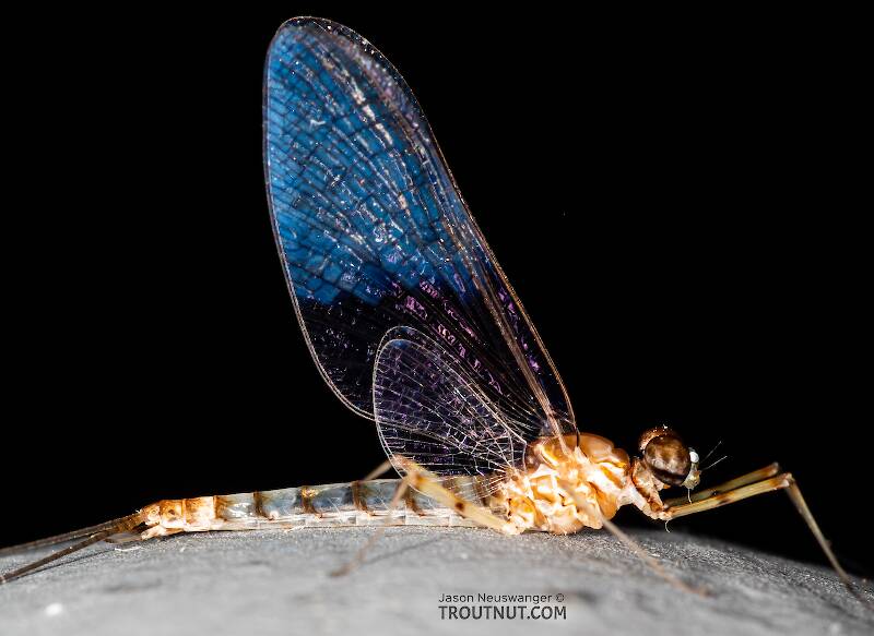 Male Epeorus albertae (Heptageniidae) (Pink Lady) Mayfly Spinner from the Snake River in Idaho
