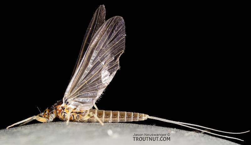 Lateral view of a Female Baetis tricaudatus (Baetidae) (Blue-Winged Olive) Mayfly Dun from the Yakima River in Washington