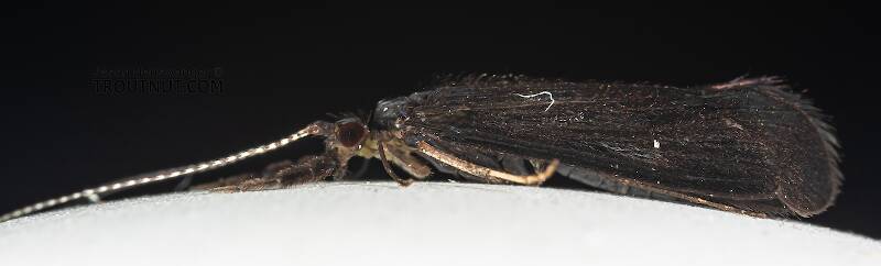 Lateral view of a Male Mystacides (Leptoceridae) (Black Dancer) Caddisfly Adult from the Namekagon River in Wisconsin