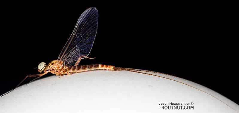 Lateral view of a Male Ecdyonurus criddlei (Heptageniidae) (Little Slate-Winged Dun) Mayfly Spinner from the Bitterroot River in Montana