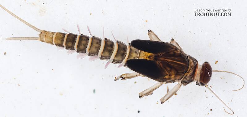 Dorsal view of a Male Baetis bicaudatus (Baetidae) (BWO) Mayfly Nymph from Chatter Creek in Washington