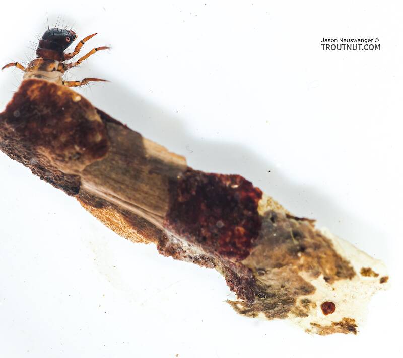 Case view of a Chyranda (Limnephilidae) (Pale Western Stream Sedge) Caddisfly Larva from the Icicle River in Washington