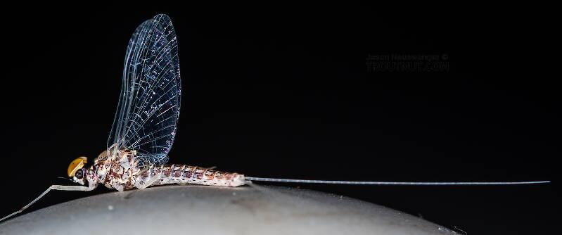 Lateral view of a Male Callibaetis ferrugineus (Baetidae) (Speckled Dun) Mayfly Spinner from Mystery Creek #304 in Idaho