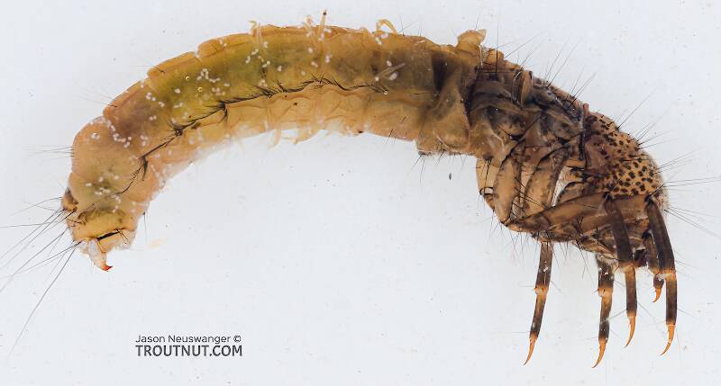 Lateral view of a Clostoeca disjuncta (Limnephilidae) (Northern Caddisfly) Caddisfly Larva from the Yakima River in Washington