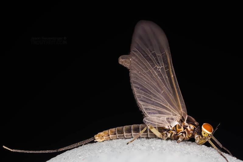 Lateral view of a Male Baetidae (Blue-Winged Olive) Mayfly Dun from Mystery Creek #308 in Washington