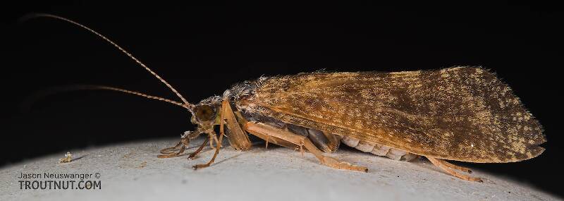 Lateral view of a Female Hydropsyche (Hydropsychidae) (Spotted Sedge) Caddisfly Adult from the Columbia River in Washington