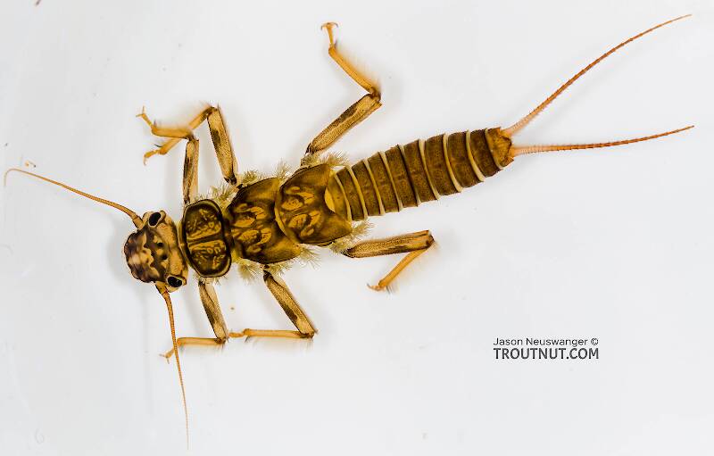 Dorsal view of a Doroneuria baumanni (Perlidae) (Golden Stone) Stonefly Nymph from Sears Creek in Washington