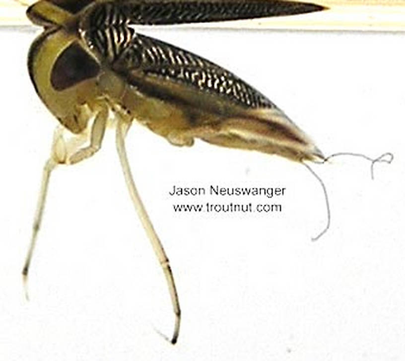 Lateral view of a Corixidae (Water Boatman) True Bug Adult from unknown in Wisconsin