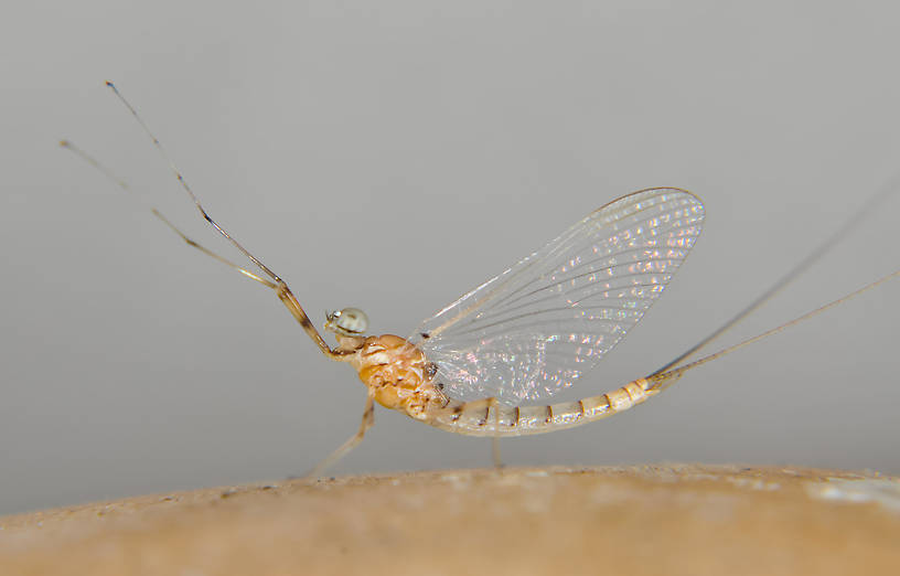 Male Epeorus albertae (Heptageniidae) (Pink Lady) Mayfly Spinner from the Touchet River in Washington