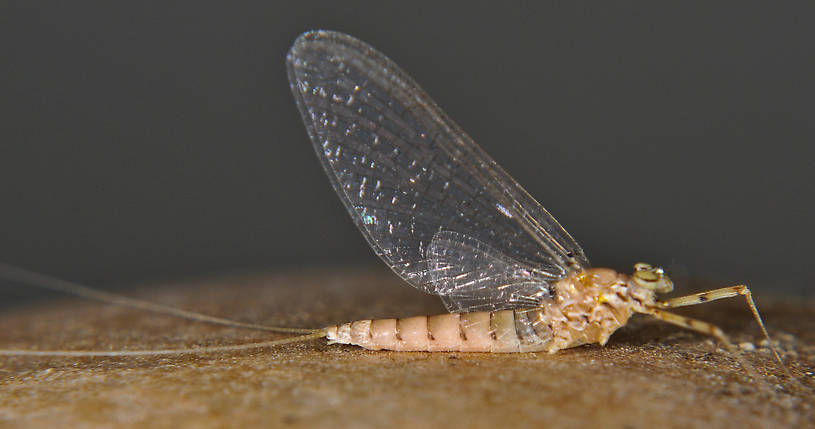 Female Epeorus albertae (Heptageniidae) (Pink Lady) Mayfly Spinner from the Touchet River in Washington