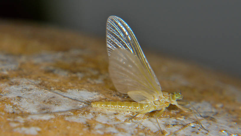 Female Epeorus albertae (Heptageniidae) (Pink Lady) Mayfly Dun from the Touchet River in Washington