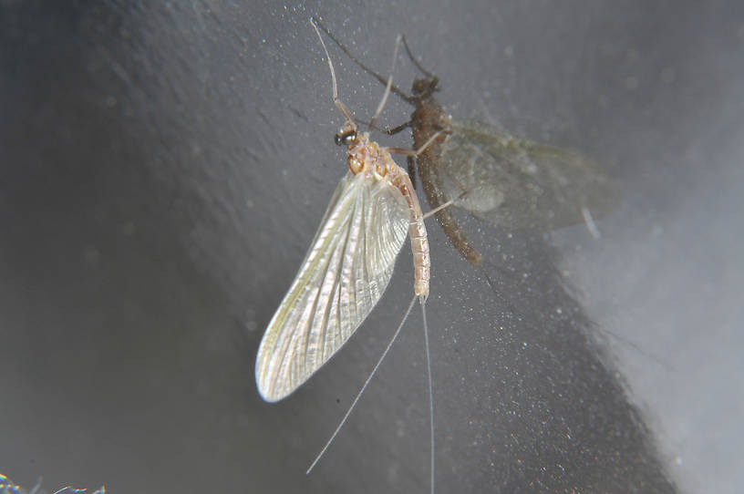 Male Cinygmula ramaleyi (Heptageniidae) (Small Western Gordon Quill) Mayfly Spinner from the Touchet River in Washington