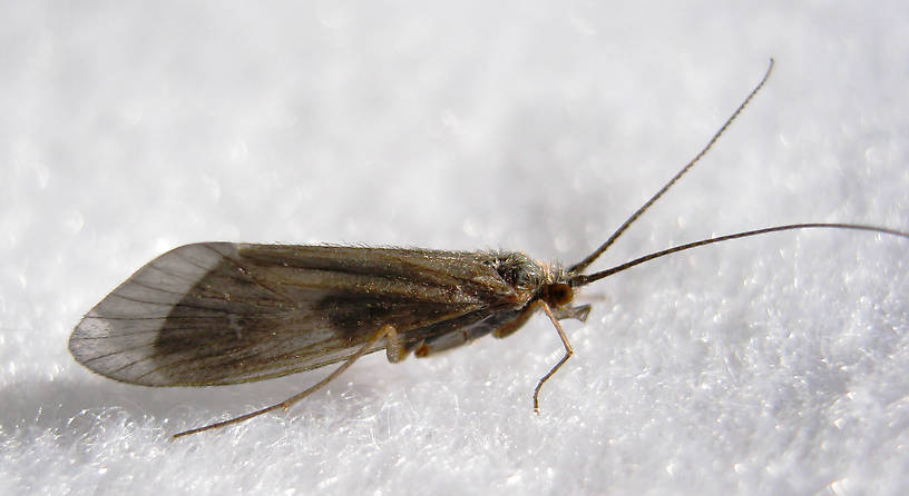 Female Brachycentrus americanus (Brachycentridae) (American Grannom) Caddisfly Adult from the Fall River in California