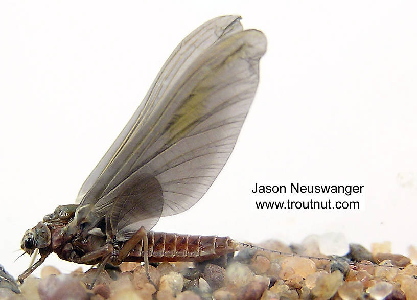 Female Ephemerella subvaria (Ephemerellidae) (Hendrickson) Mayfly Dun from the Namekagon River in Wisconsin