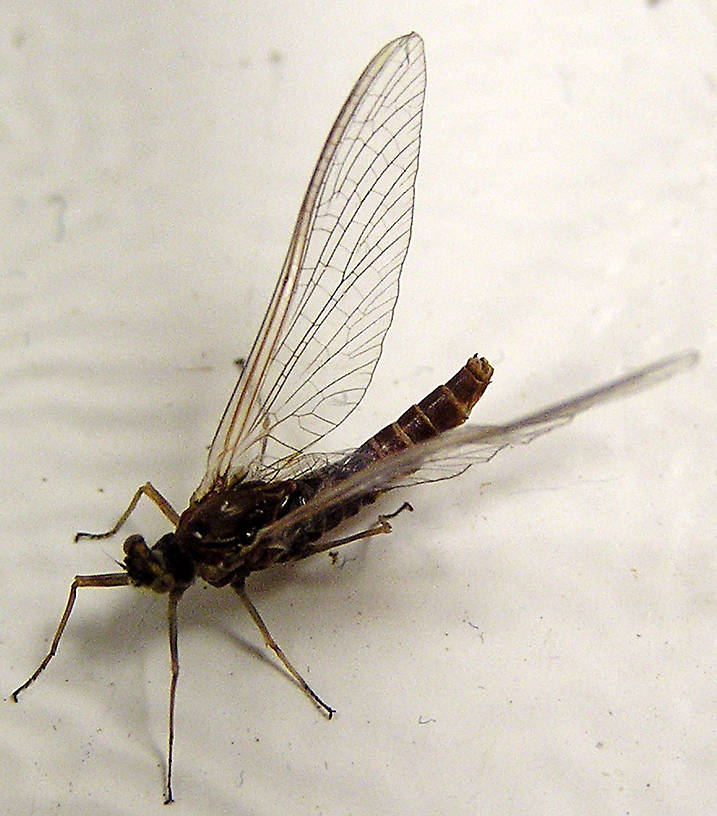 Female Ephemerella subvaria (Ephemerellidae) (Hendrickson) Mayfly Spinner from unknown in Wisconsin