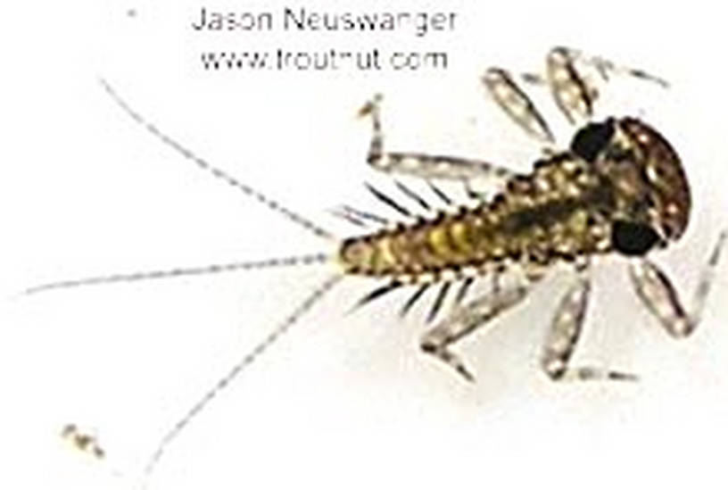 Leucrocuta hebe (Heptageniidae) (Little Yellow Quill) Mayfly Nymph from unknown in Wisconsin