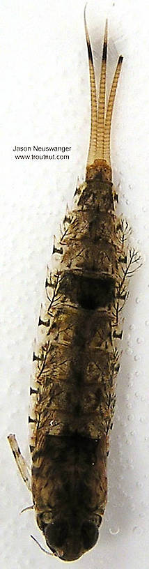 Siphloplecton basale (Metretopodidae) (Pseudo-Gray Drake) Mayfly Nymph from the Namekagon River in Wisconsin