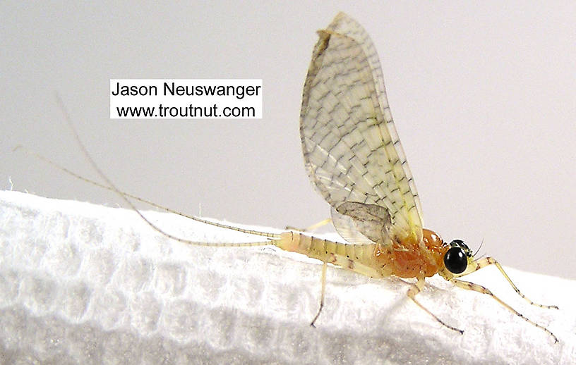 Male Heptageniidae (March Browns, Cahills, Quill Gordons) Mayfly Dun from unknown in Wisconsin