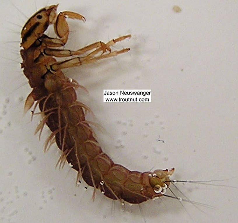 Lateral view of a Phryganeidae Caddisfly Larva from unknown in Wisconsin
